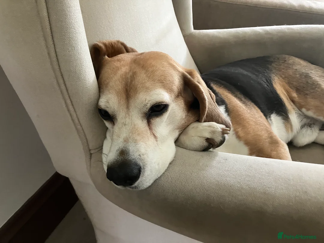 Beagle dogs for stud: Baxter wants a date - Advert 7