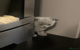 British Shorthair cats for sale: Blue Male BSH kitten  - Image 3