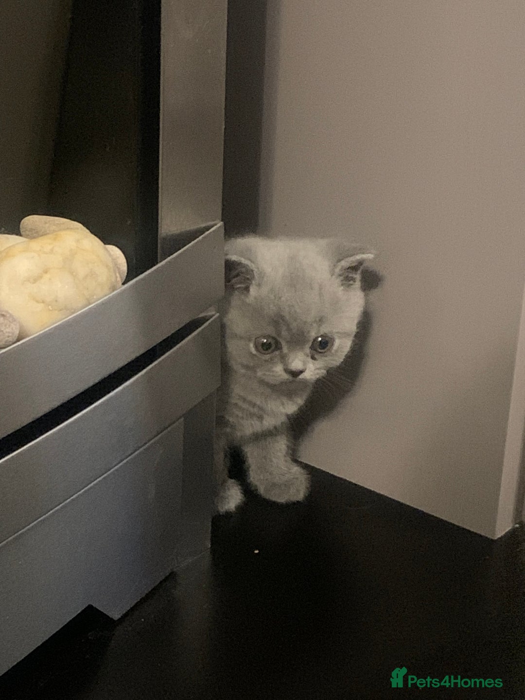 British Shorthair cats for sale: Blue Male BSH kitten  - Image 3