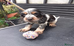 Cocker Spaniel dogs for sale: Adorable KC show cocker spaniels - Advert 8