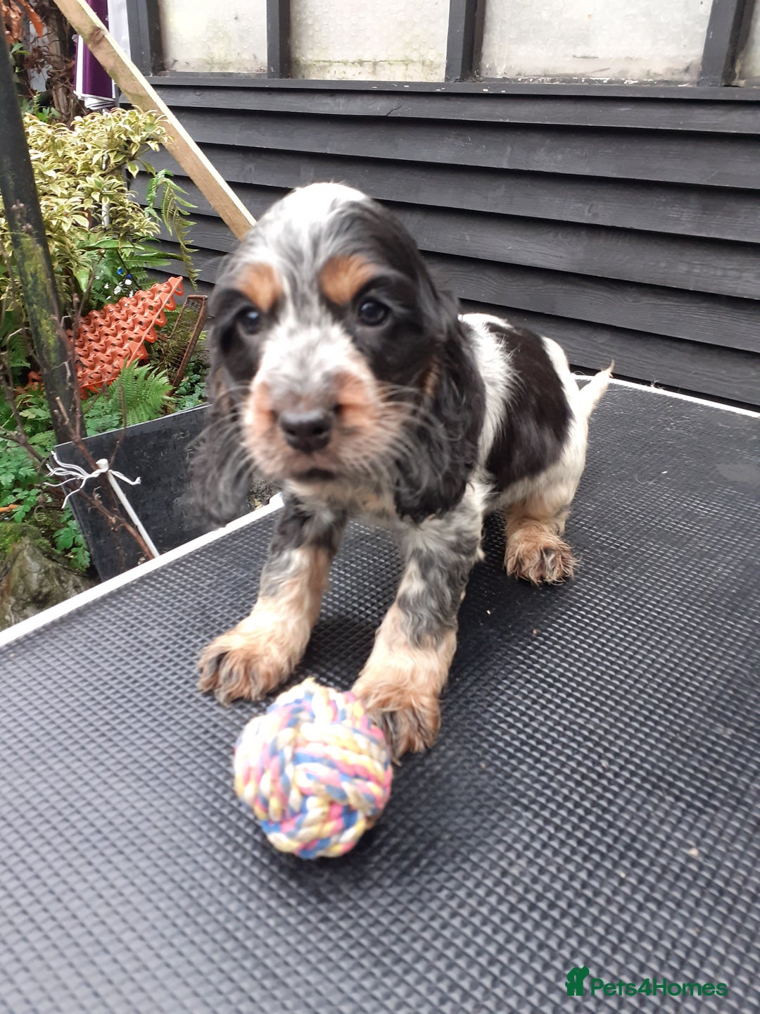 Cocker Spaniel dogs for sale: Adorable KC show cocker spaniels - Advert 8