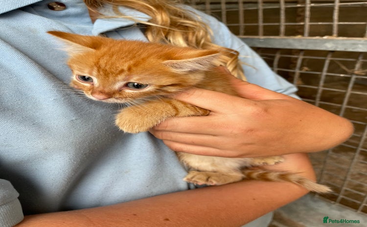 Mixed Breed cats - Advert 1