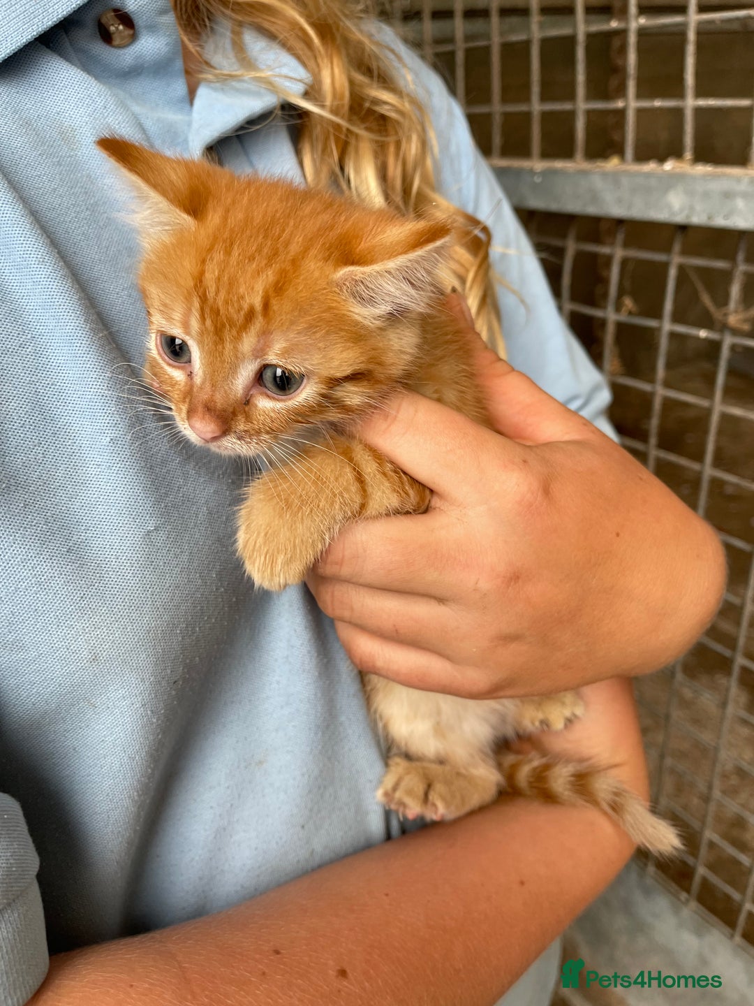 Mixed Breed cats for sale: Farm cats  - Image 1