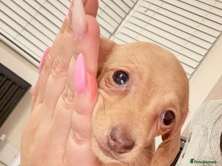 Miniature Dachshund dogs - Advert 4