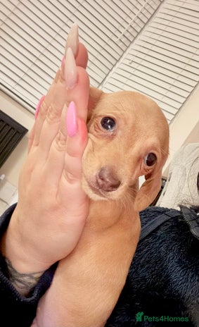 Miniature Dachshund dogs - Advert 14