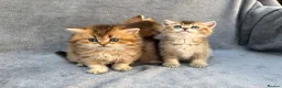 British Longhair cats for sale: Pedigree British longhair golden chocolate lilac - Advert 16