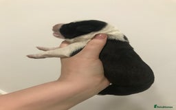 Mixed Breed dogs for sale: 2 female puppies for sale  - Advert 6