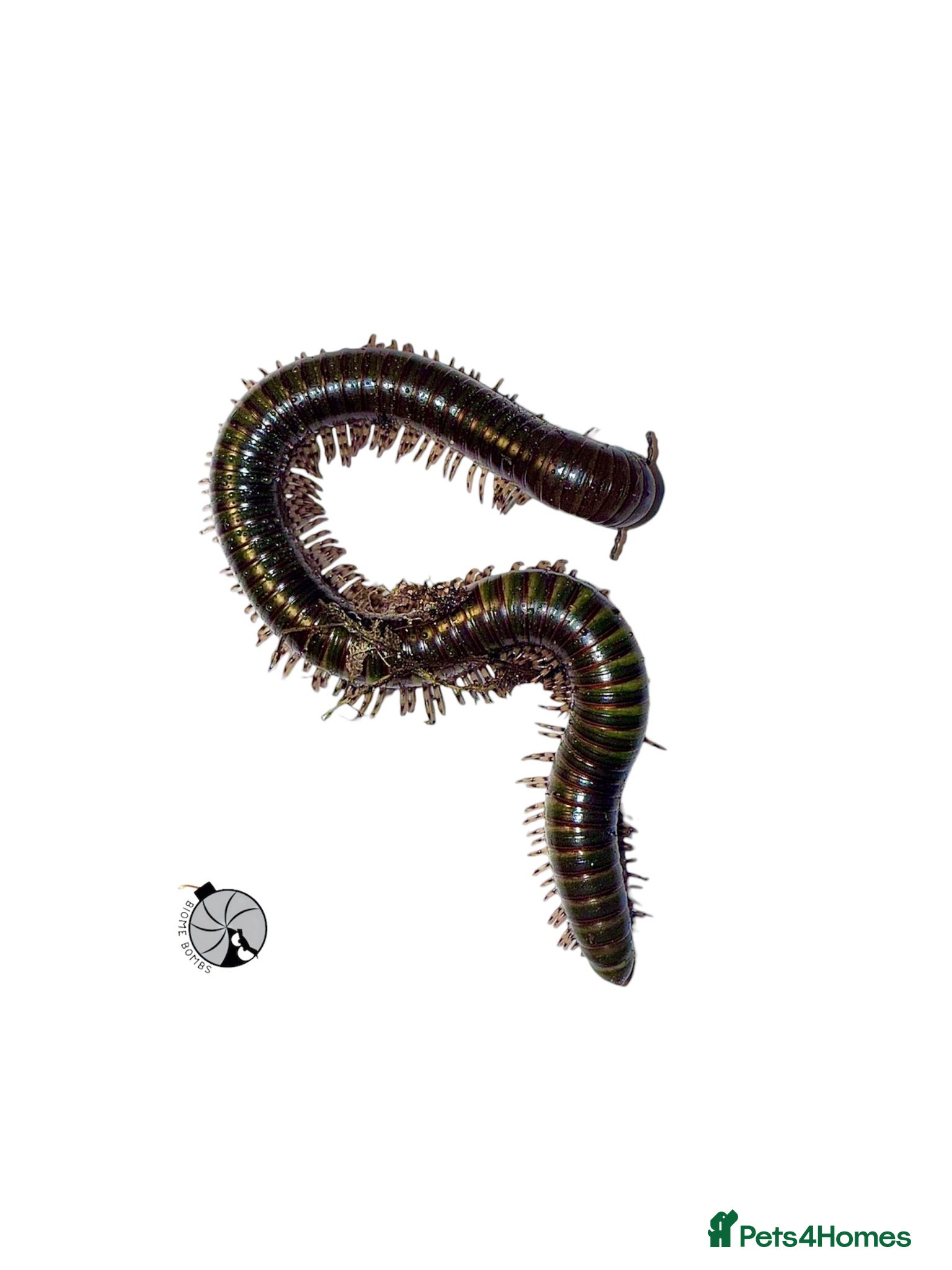Millipedes invertebrates X1 OLIVE MILLIPEDE happy to ship  - Advert 2