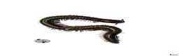 Millipedes invertebrates for sale: X1 OLIVE MILLIPEDE happy to ship  - Advert 1