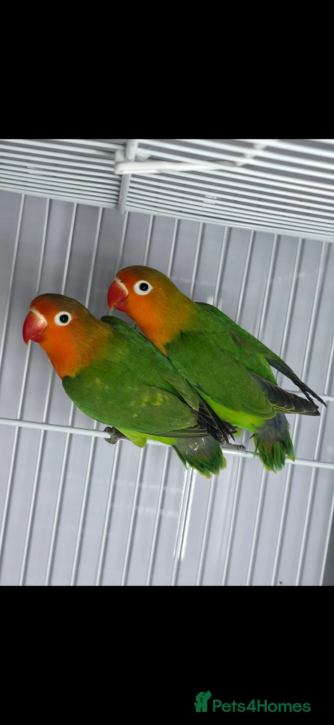 Lovebirds birds for sale: Mutation Lovebirds for Sale - Advert 3