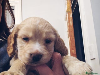 Cocker Spaniel dogs Kc registered Working cocker spaniel puppies - Advert 8