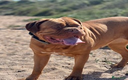 Dogue De Bordeaux dogs for sale: Beautiful KC Dogue De Bordeaux Puppies - Image 18