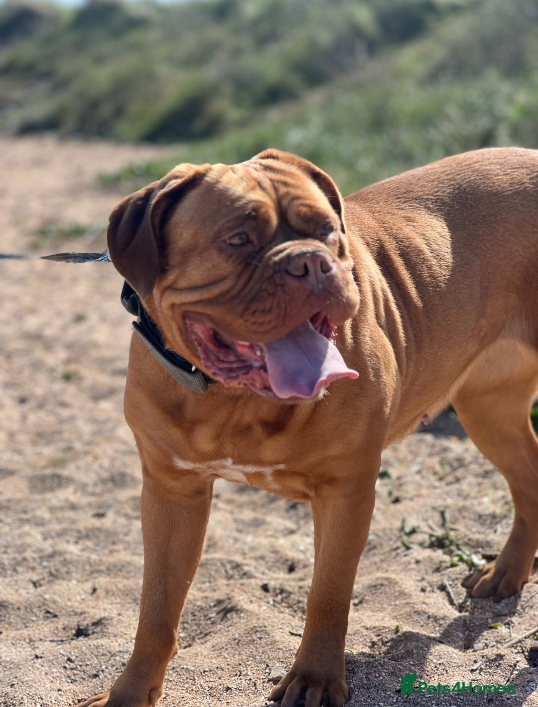 Dogue De Bordeaux dogs for sale: Beautiful KC Dogue De Bordeaux Puppies - Image 18