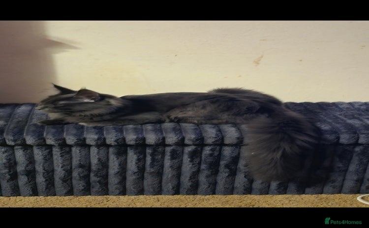 Maine Coon cats - Advert 4