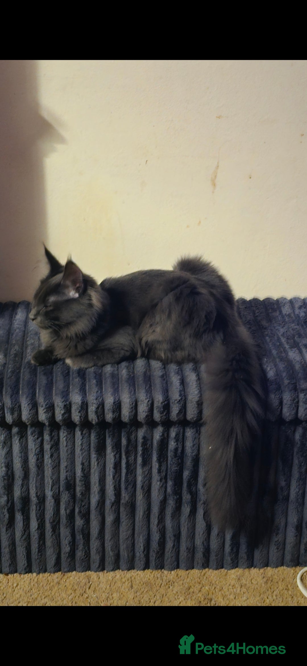 Maine Coon cats for sale: Blue manie coon - Image 1