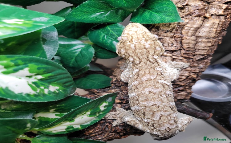 Gecko reptiles  Crested & Leachianus Gecko & Snakes  in Wigston - Advert 3