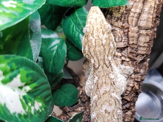 Gecko reptiles for sale: Crested & Leachianus Gecko & Snakes in Wigston - Advert 4