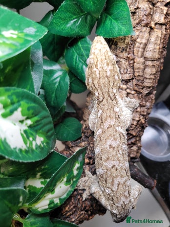 Gecko reptiles Crested & Leachianus Gecko & Snakes in Wigston - Advert 3