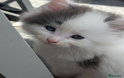 Ragdoll cats for sale: Rag doll cross - Image 2