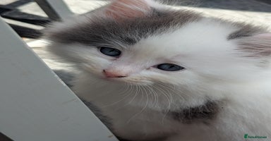 Ragdoll cats - Advert 6