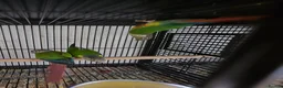 Parakeets birds for sale: Finches canarys doves parakeets parrots  - Advert 21