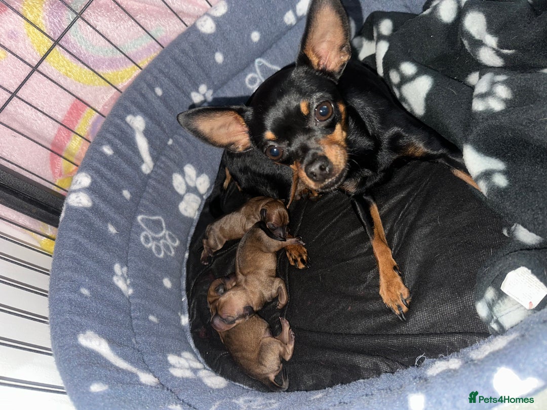 Miniature Pinscher dogs for sale: ✨ Exceptional Miniature Pinscher Puppies ✨ - Image 3