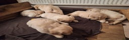 Golden Retriever dogs for sale: ⭐️⭐️Gorgeous White Golden Retriever Pups⭐️⭐️ - Advert 3
