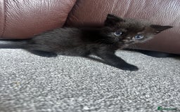 Mixed Breed cats for sale: Beautiful kittens looking for their forever home  - Image 5