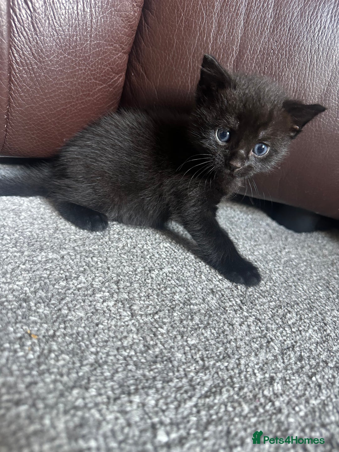 Mixed Breed cats for sale: Beautiful kittens looking for their forever home  - Image 5