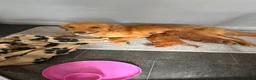 Mini Goldendoodle dogs for sale: Beautiful Miniature golden doodles  in Coventry - Advert 1