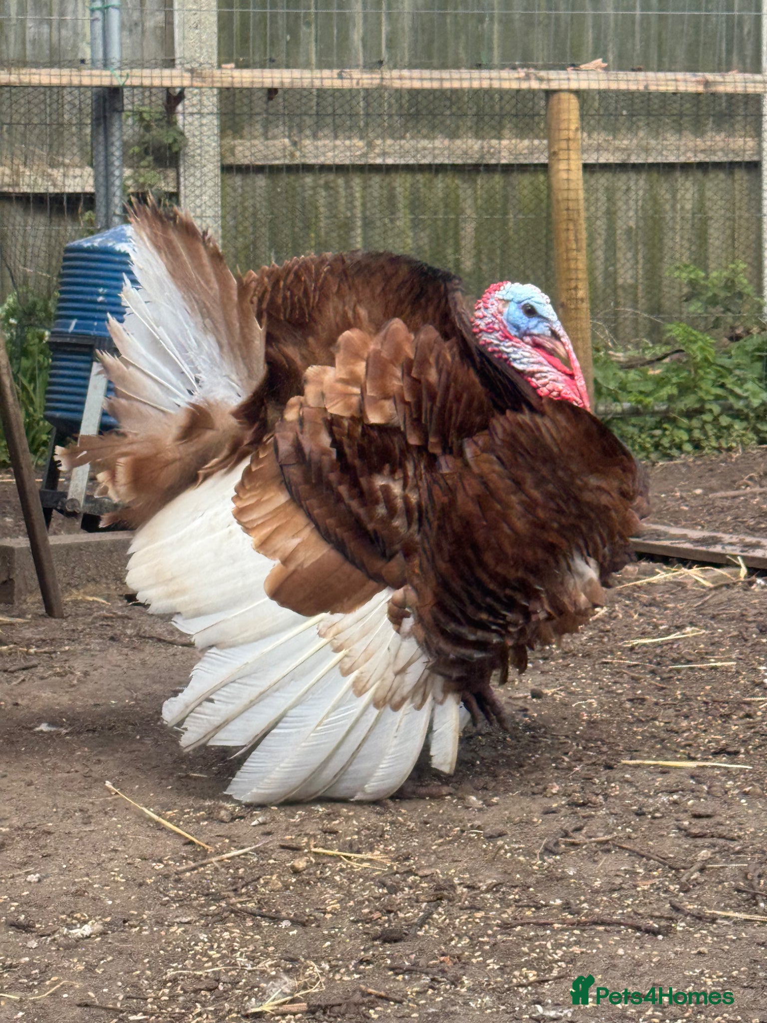 Turkeys poultry Red Bourbon Turkey hatching eggs and chicks - Advert 1