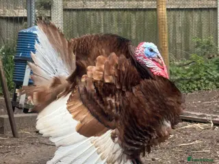 Turkeys poultry for sale: Red Bourbon Turkey hatching eggs and chicks - Advert 4