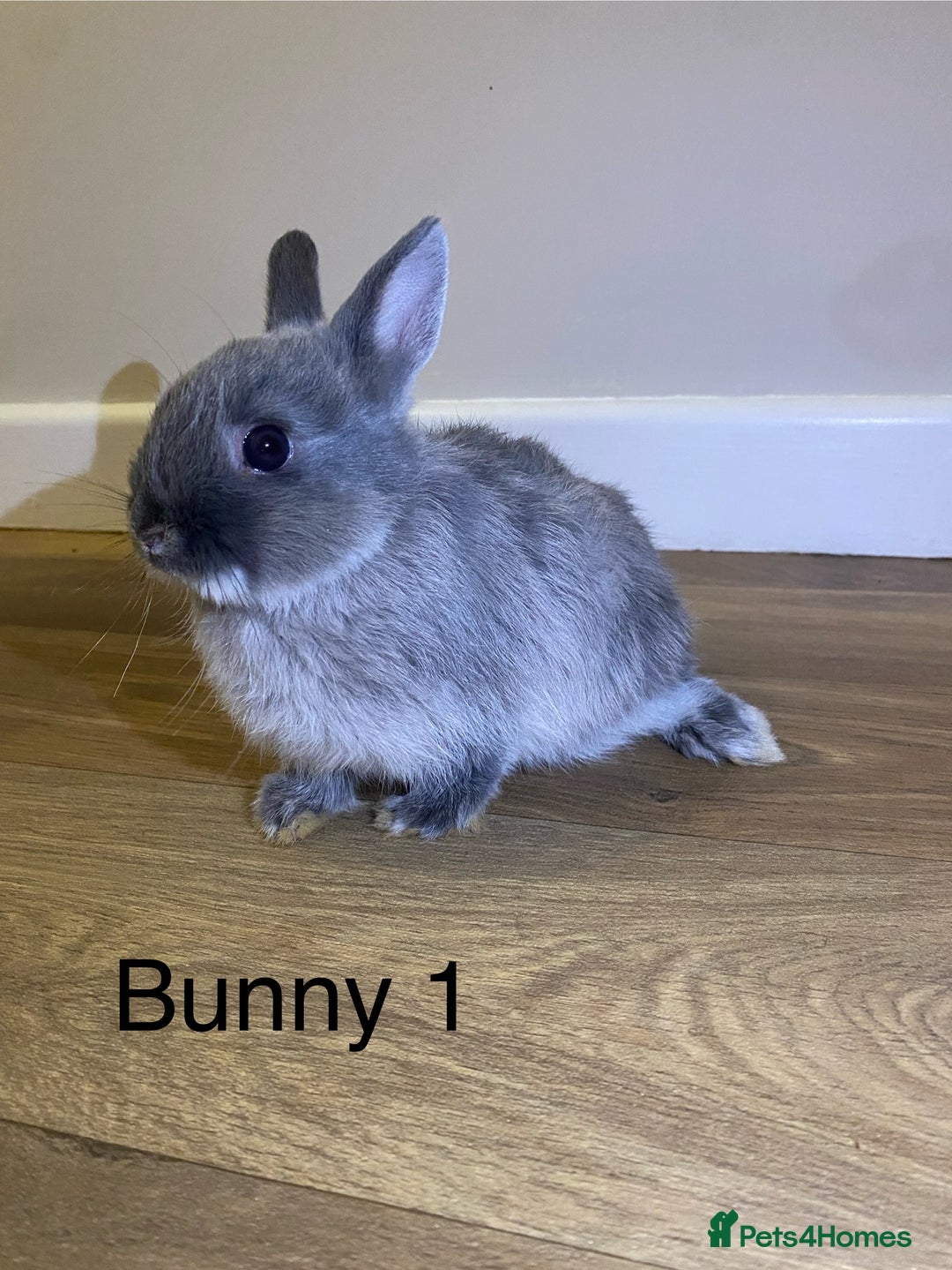 Netherland Dwarf rabbits for sale: 🐰✨Baby rabbits ready for home✨🐰 - Advert 3