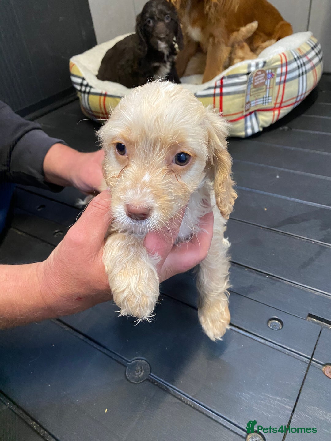 Cockapoo dogs for sale: AMAZING STUNNING F1 SHOW TYPE COCKAPOO  - Image 24