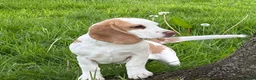 Beagle dogs for sale: Beagles  - Advert 2