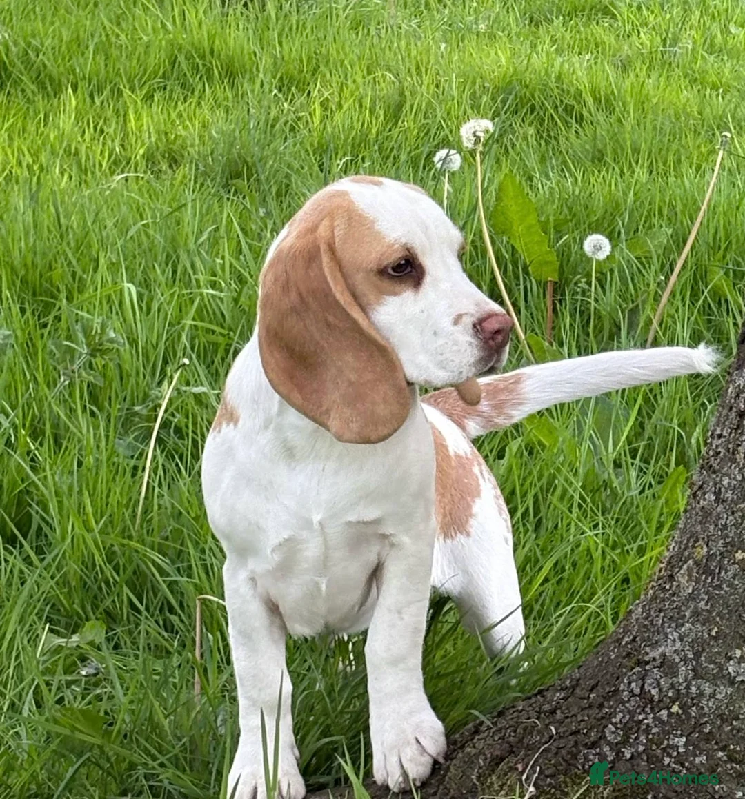 Beagle dogs for sale: Beagles  - Advert 2