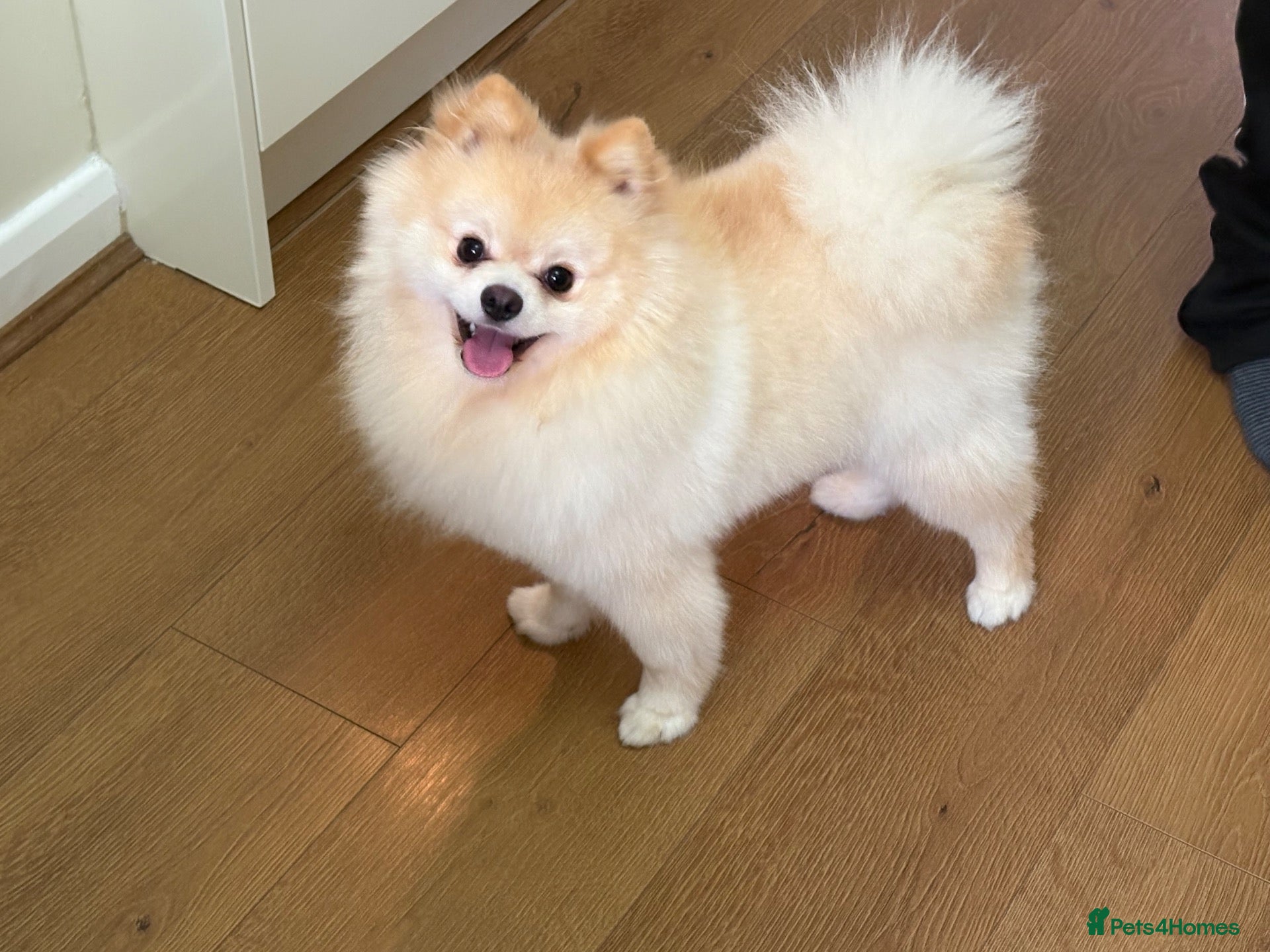 Pomeranian dogs 1 year old boy Pomeranian - Advert 10
