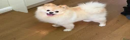 Pomeranian dogs for sale: 1 year old boy Pomeranian in Sidcup - Advert 1