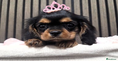 Cavalier King Charles Spaniel dogs - Advert 8