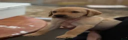 Labrador Retriever dogs for sale: Fox red Kc reg Labrador Retriever Puppies  - Advert 9