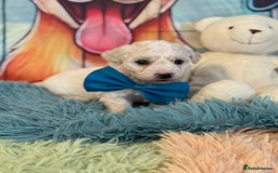 Bichon Frise dogs for sale: Kc registered show quality puppies - Image 6