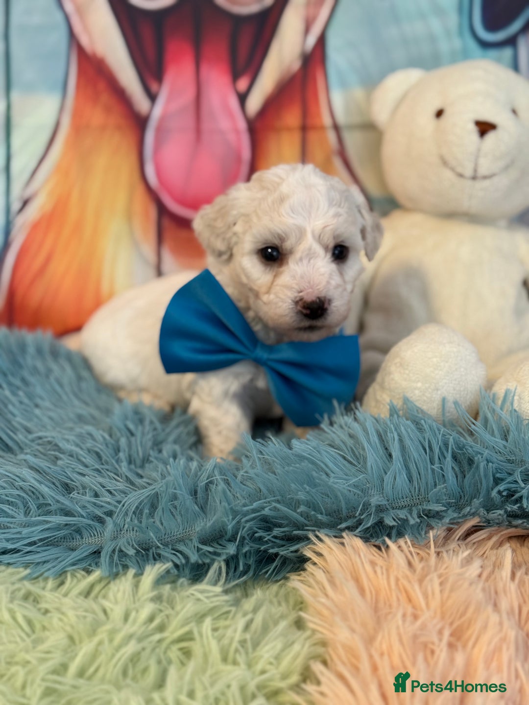 Bichon Frise dogs for sale: Kc registered show quality puppies - Image 6