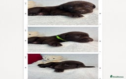 Labrador Retriever dogs for sale: READY NOW. LABRADOR PUPPIES. HEALTH CHECKS DONE  - Image 17