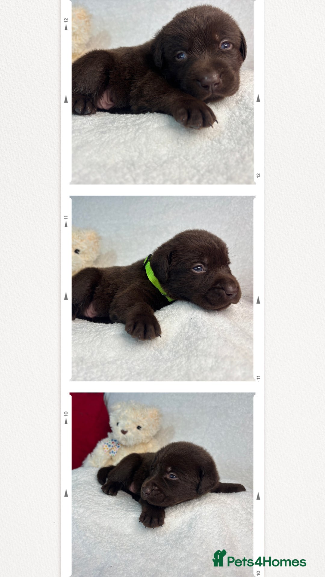 Labrador Retriever dogs for sale: READY NOW. LABRADOR PUPPIES. HEALTH CHECKS DONE  - Image 17