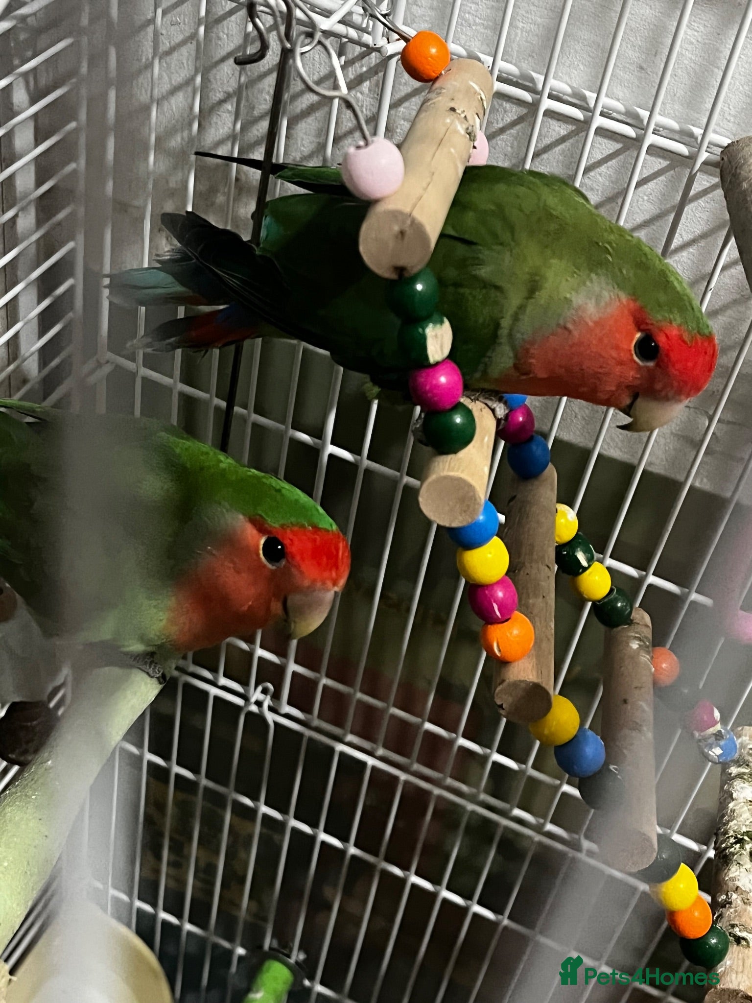 Lovebirds birds Peach Faced Lovebirds - Advert 2