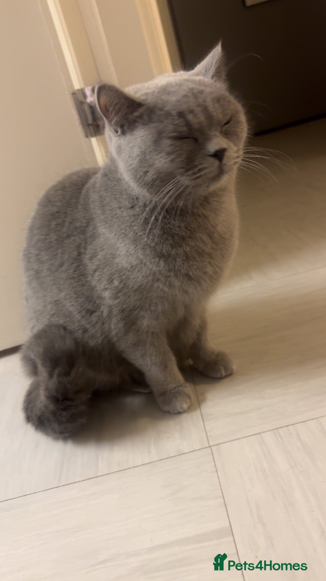 British Shorthair cats for sale: British shorthair kittens (1 FEMALE) - Advert 7