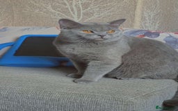 British Shorthair cats for sale: Male Grey British shorthair  - Image 1