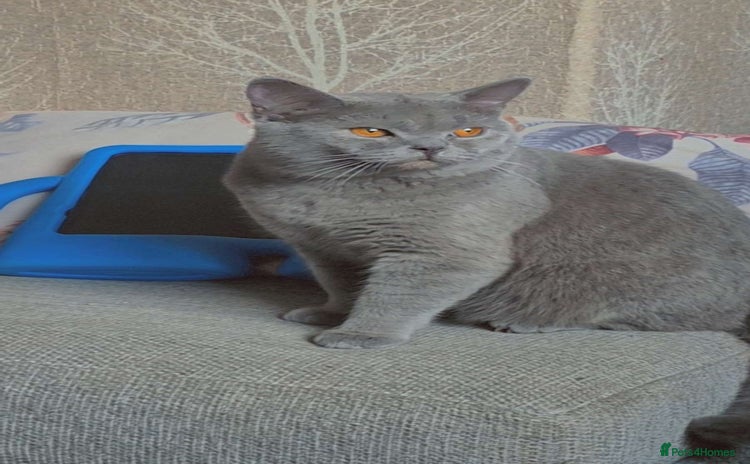 British Shorthair cats - Advert 11