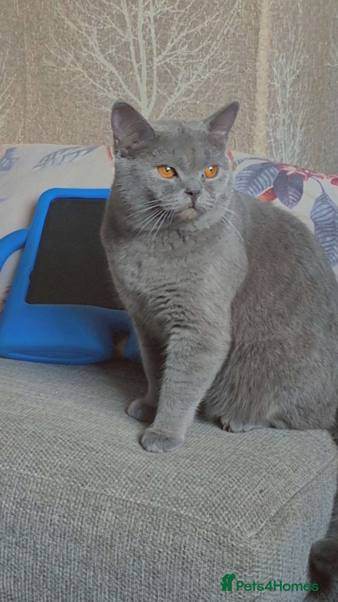 British Shorthair cats for sale: Male Grey British shorthair  - Image 1