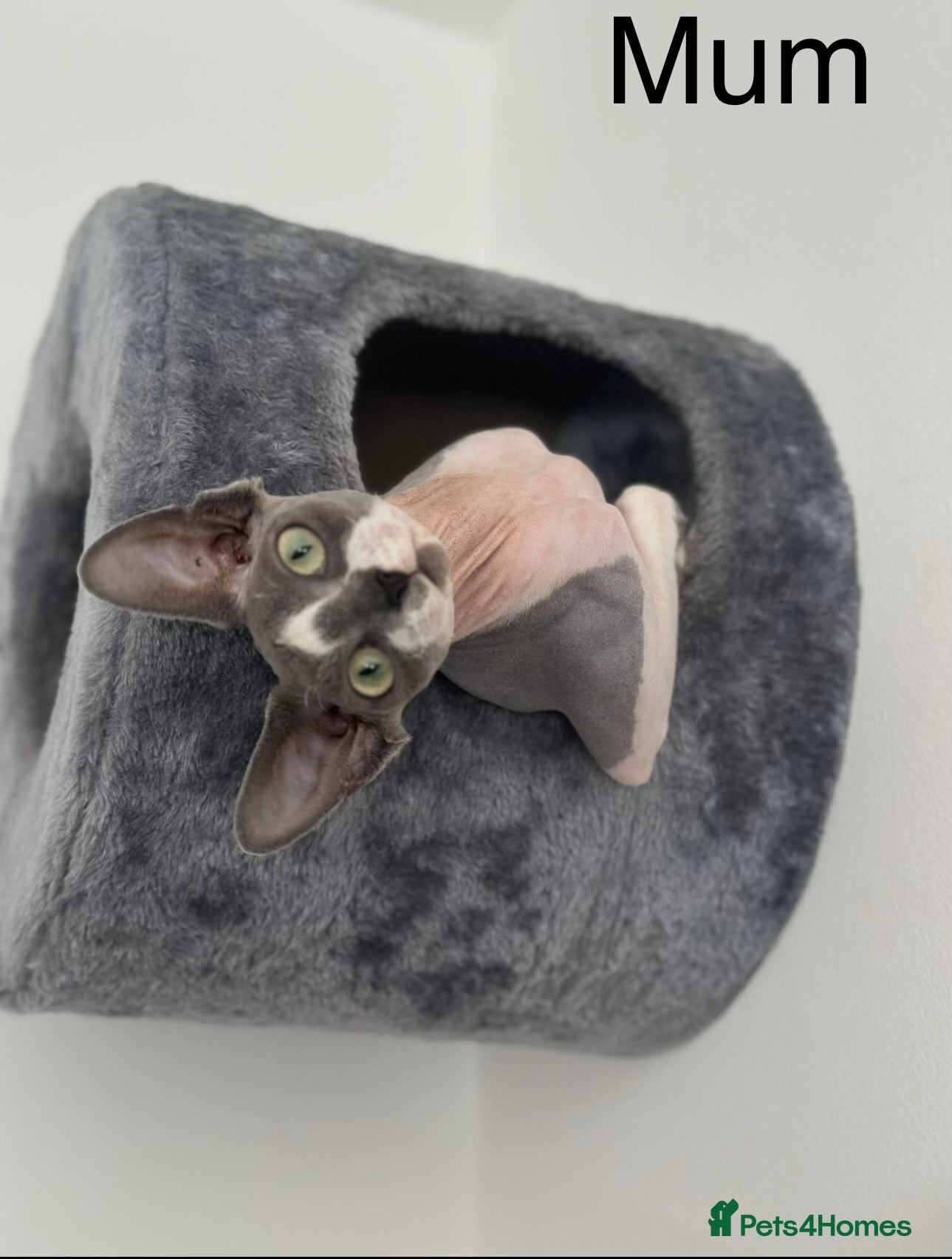 Sphynx cats Beautiful sphynx kittens from a mum and dad home - Advert 1